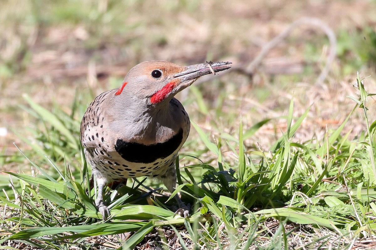 Northern Flicker (Yellow-shafted x Red-shafted) - ML541359321