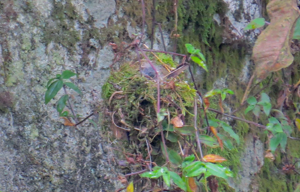 Torrent Tyrannulet - ML541359381