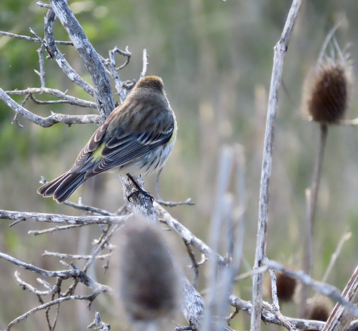 Пісняр-лісовик жовтогузий (підвид coronata) - ML541359811