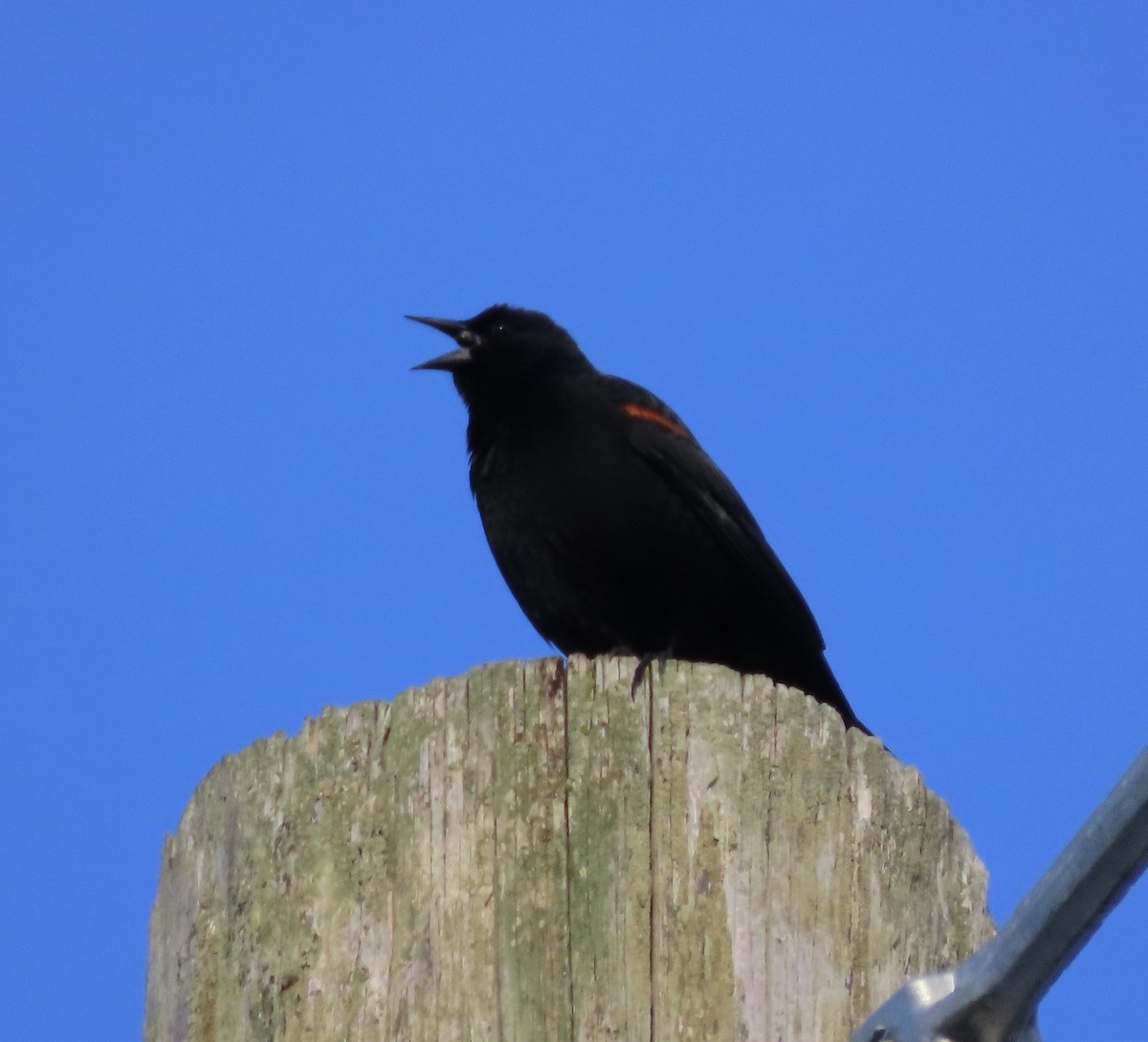 Red-winged Blackbird - ML541359851