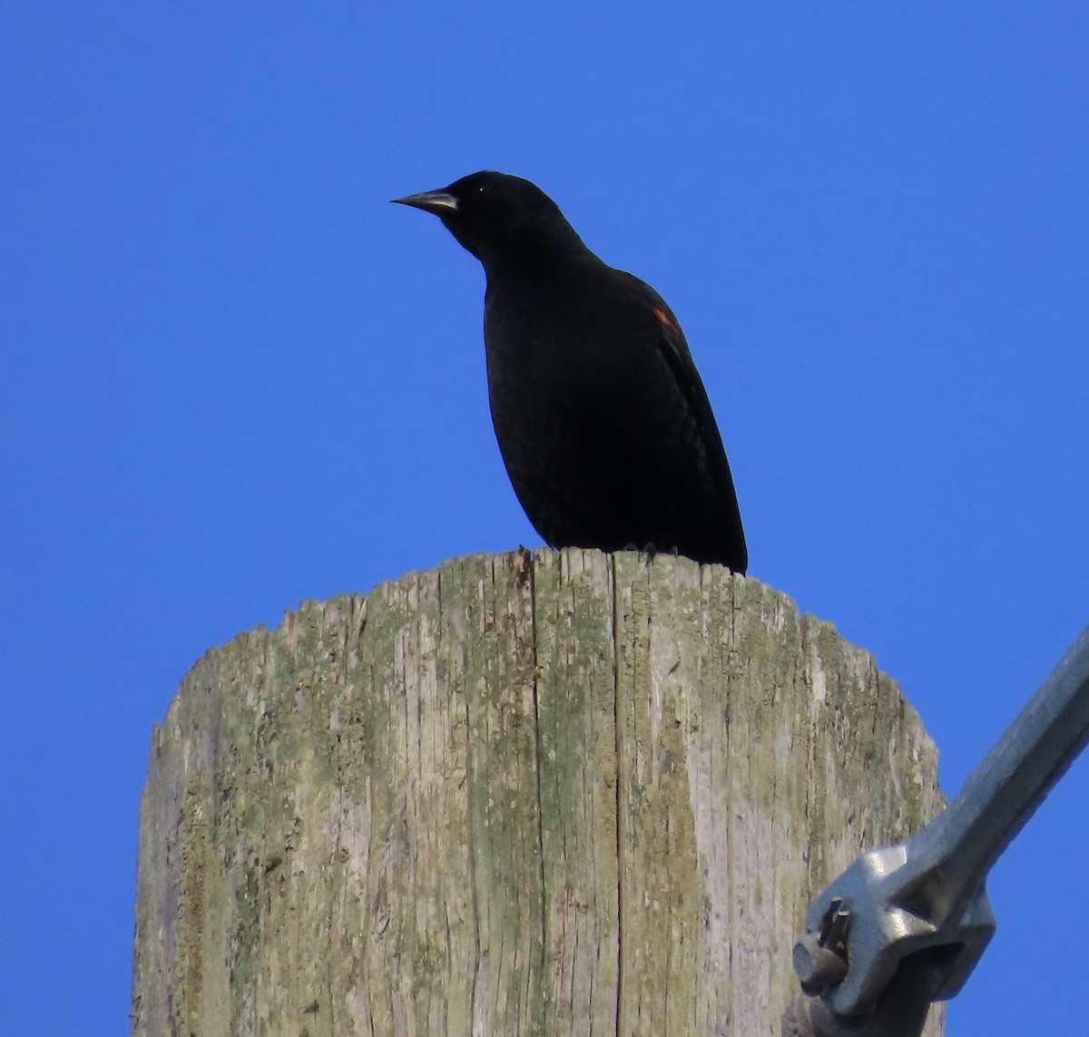 Red-winged Blackbird - ML541359861