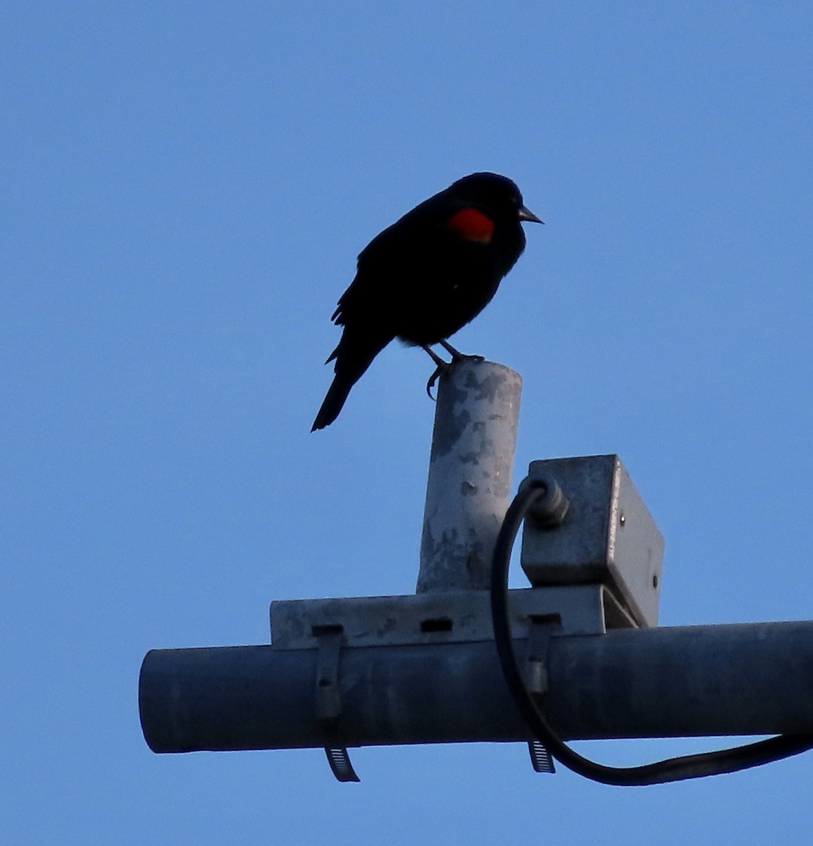 Red-winged Blackbird - ML541359871