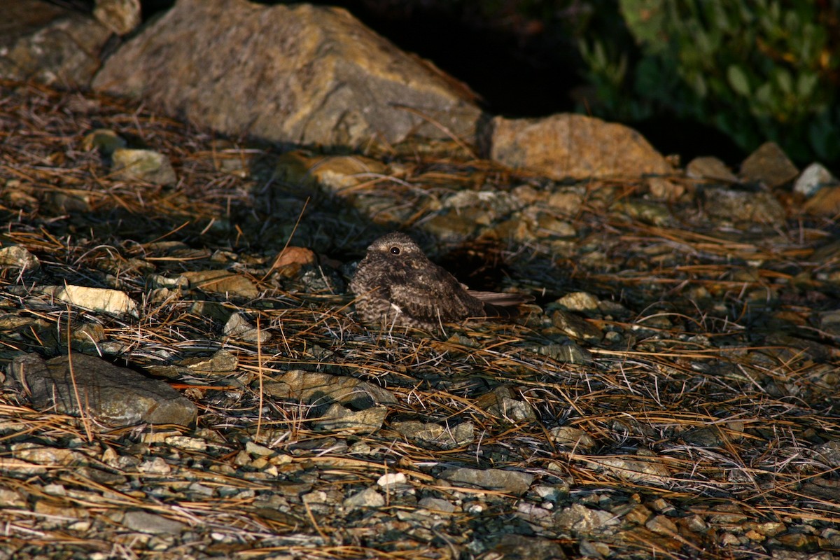 Common Nighthawk - ML541360071