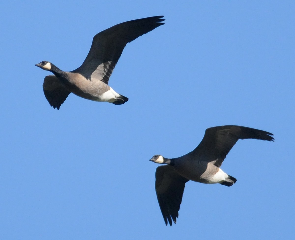 Cackling Goose (minima) - ML54136031