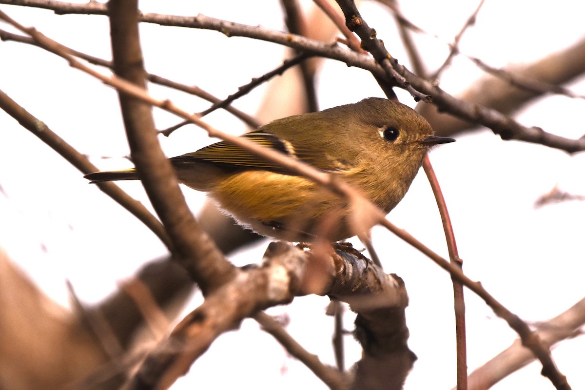 Ruby-crowned Kinglet - Russ Petersen