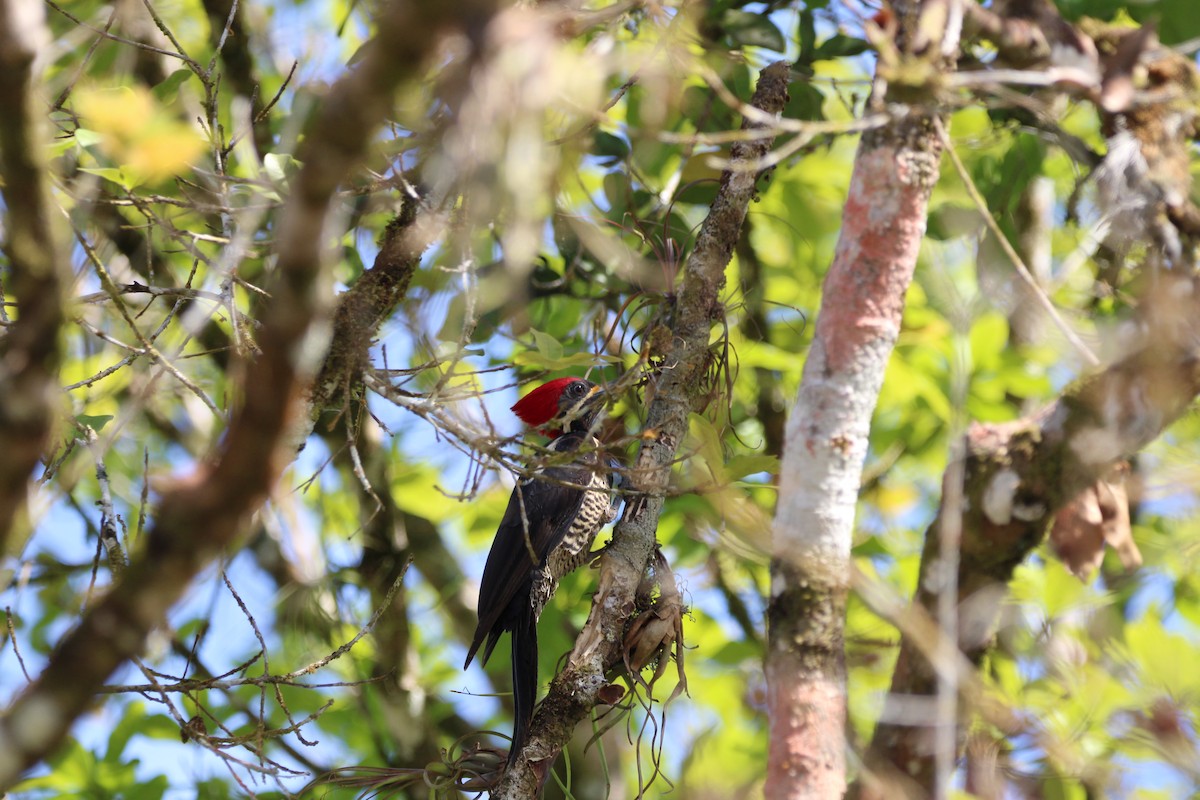 Lineated Woodpecker - Coen Kliewer