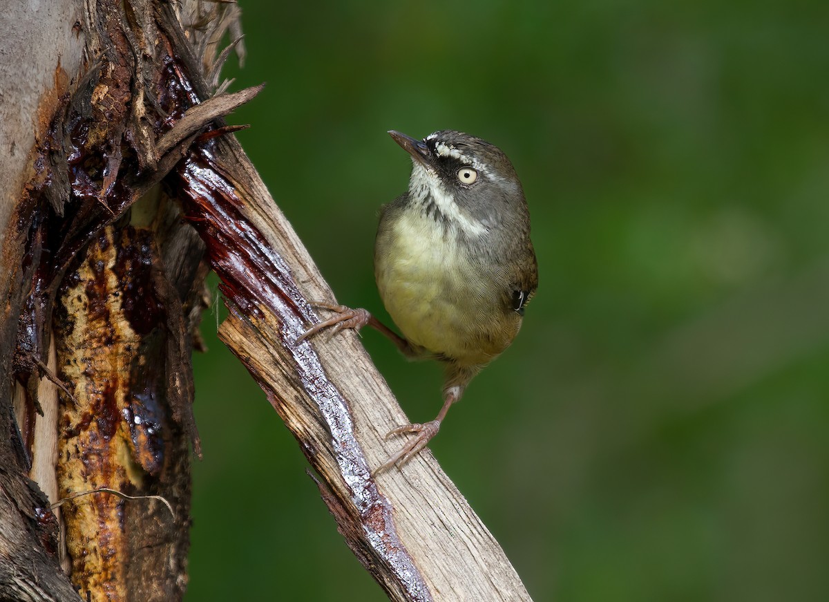 White-browed Scrubwren - Michael Paul