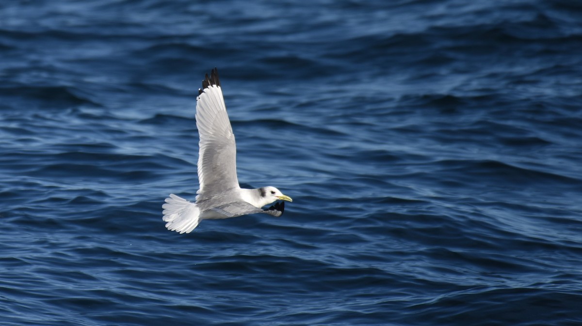 Mouette tridactyle - ML541361531