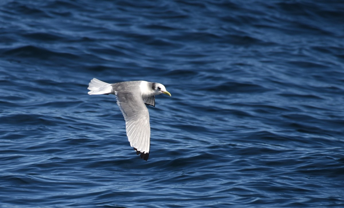 Mouette tridactyle - ML541361541