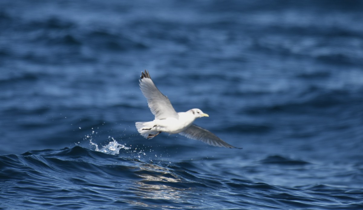 Mouette tridactyle - ML541361551