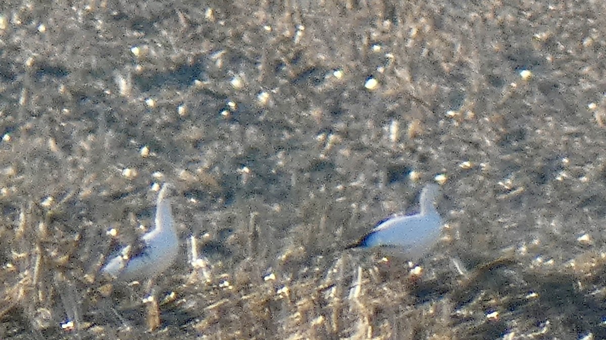 Ross's Goose - Andy Brown