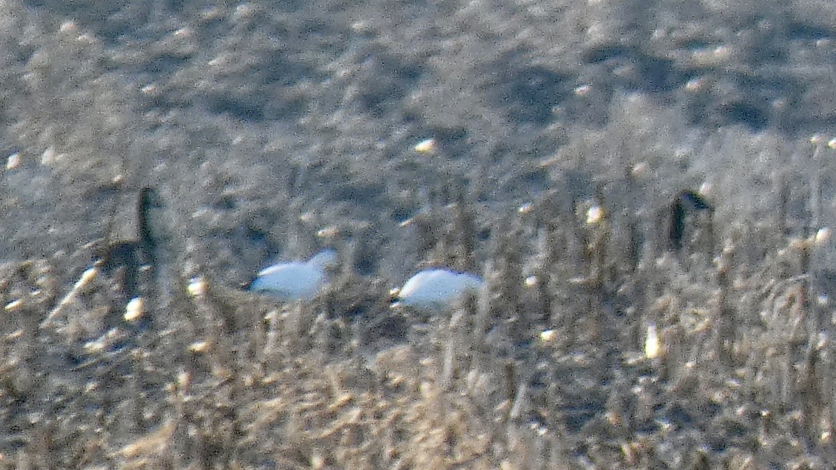 Ross's Goose - ML541361771