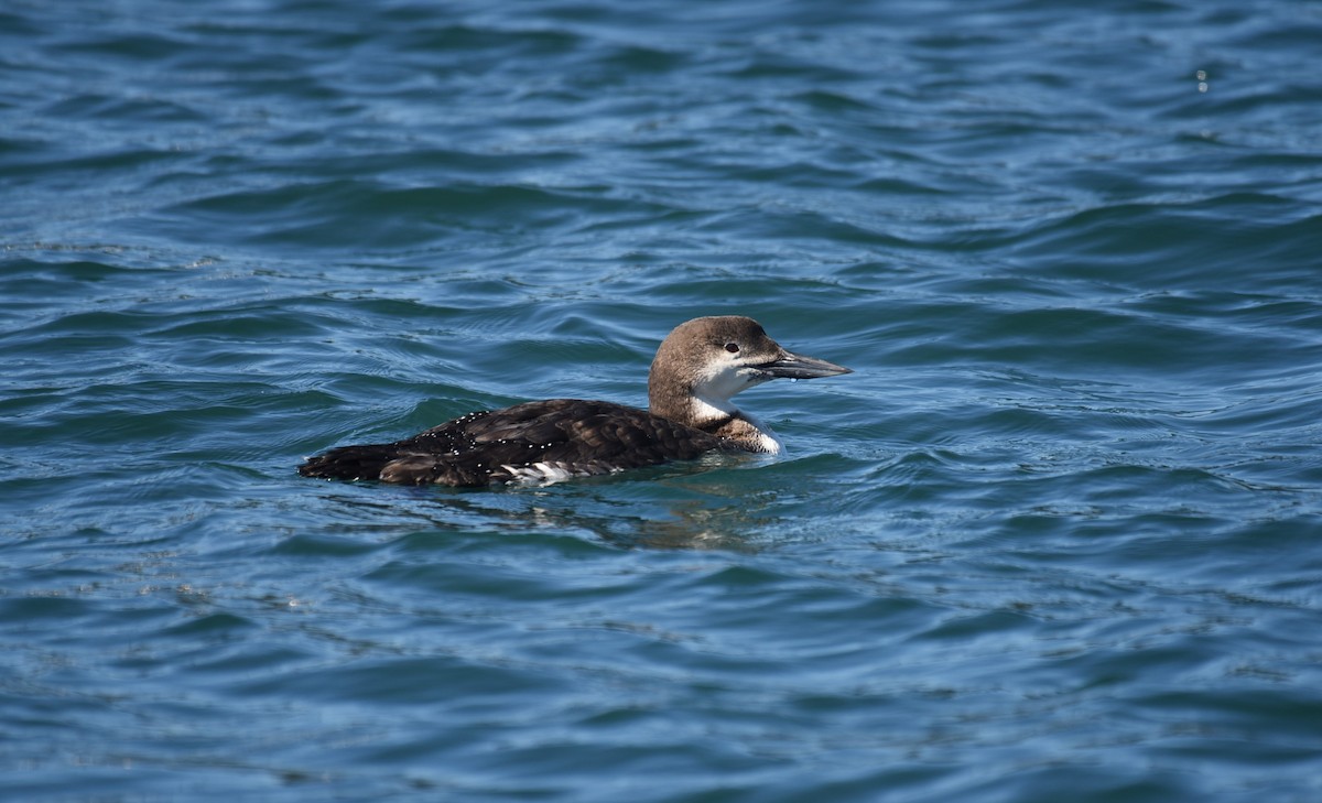 Common Loon - Sze On Ng (Aaron)