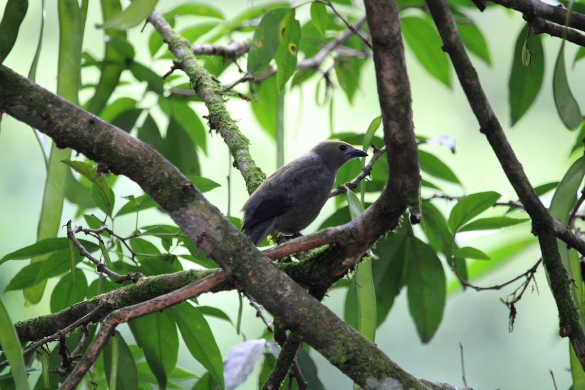 Palm Tanager - Coen Kliewer