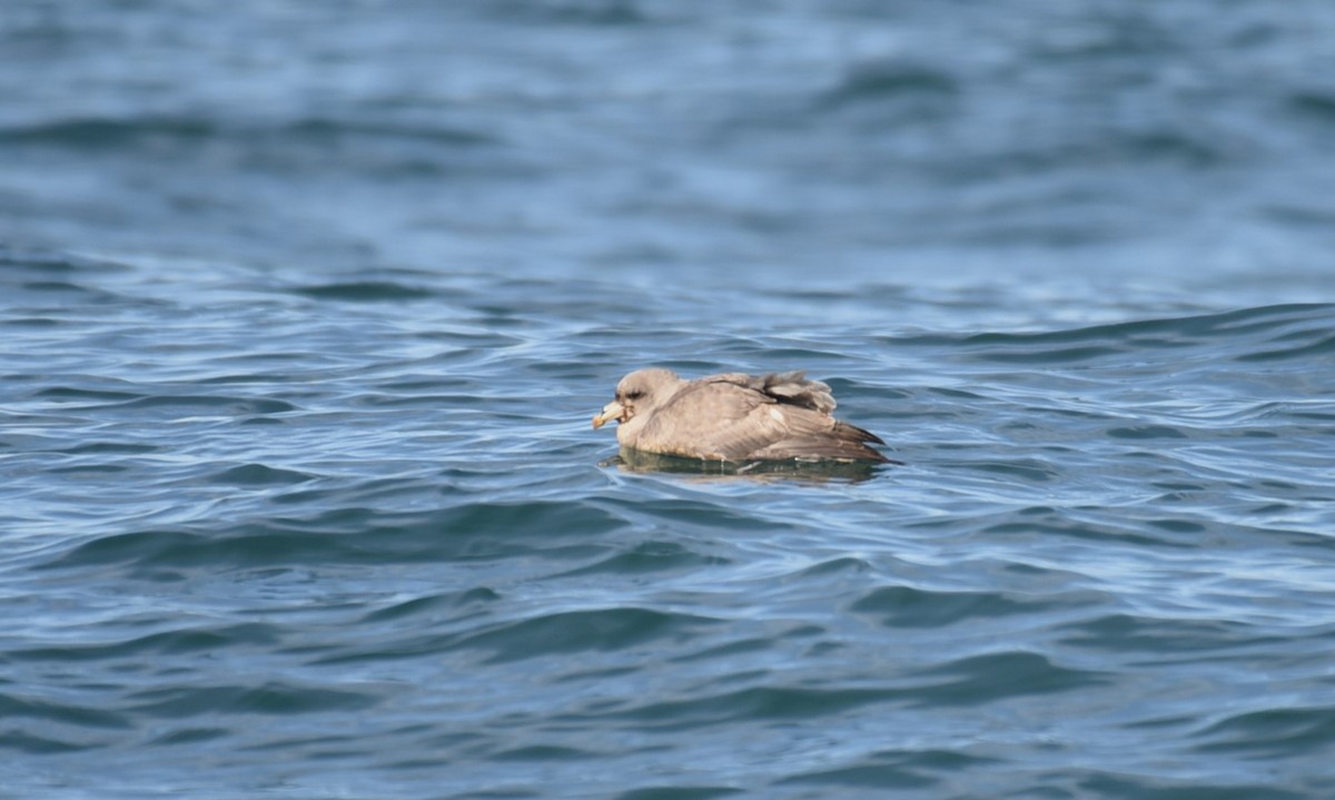 Fulmar Boreal - ML541361821