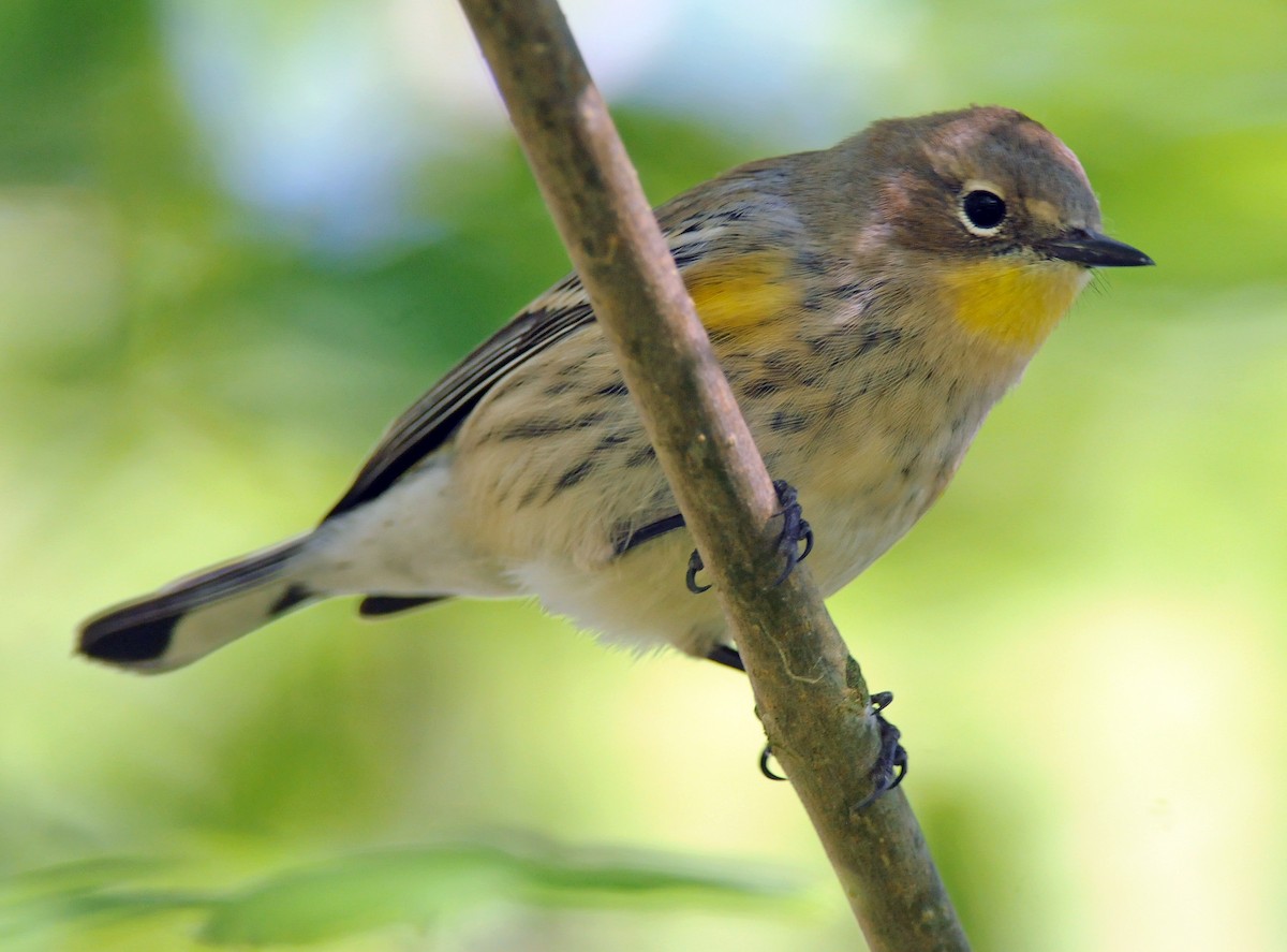 Kronenwaldsänger (Audubonwaldsänger) - ML54136241