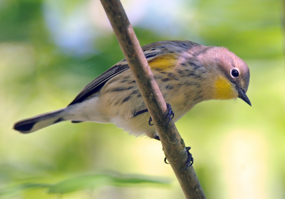 Yellow-rumped Warbler (Audubon's) - ML54136251