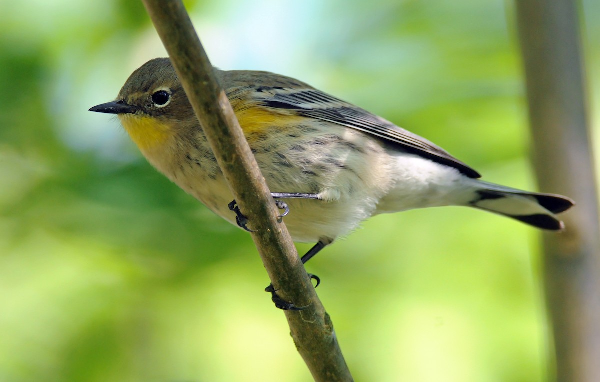 Kronenwaldsänger (Audubonwaldsänger) - ML54136261