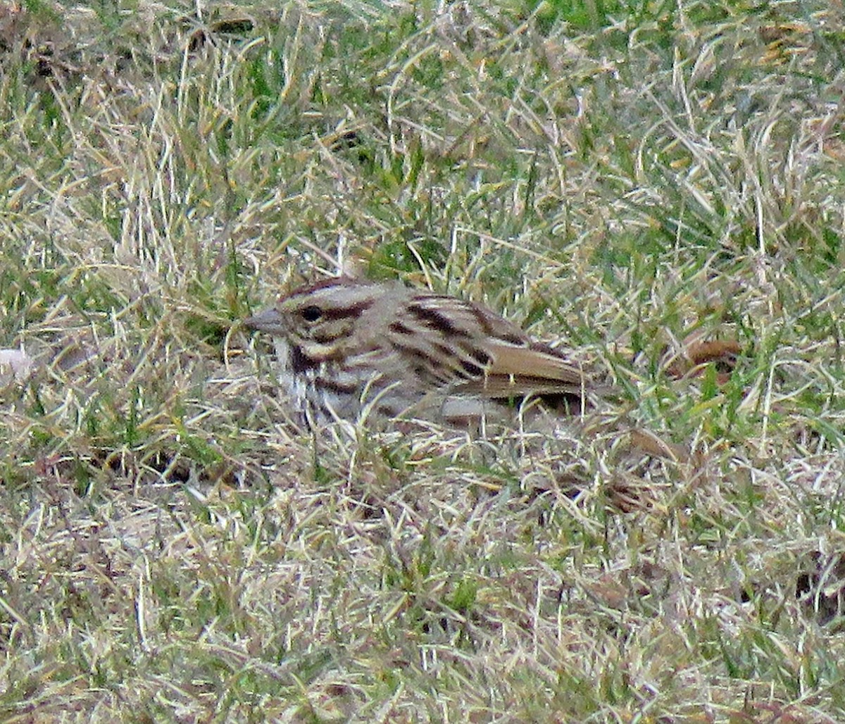 Song Sparrow - ML541362631