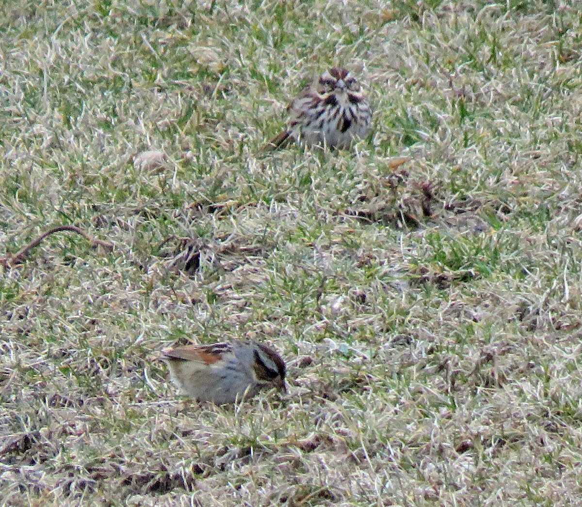 Song Sparrow - ML541362661