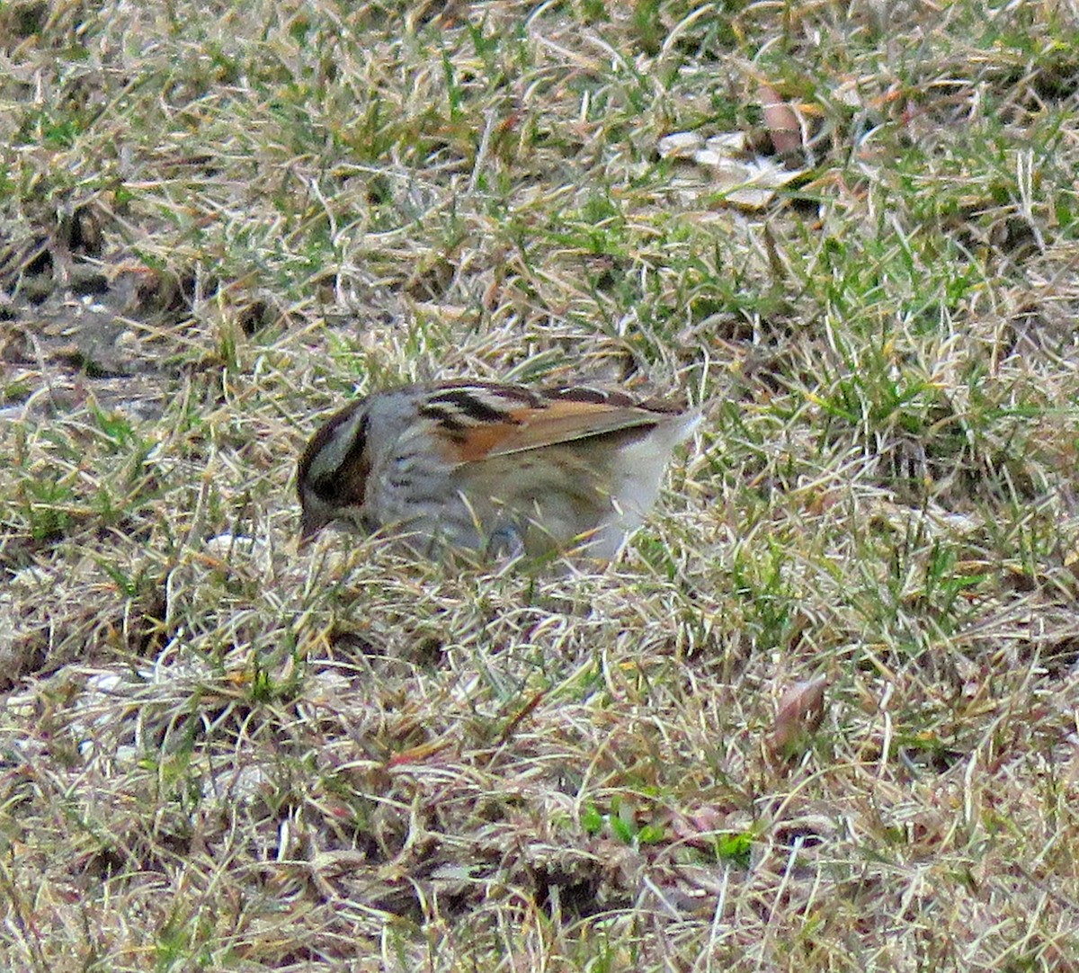 Swamp Sparrow - ML541362681