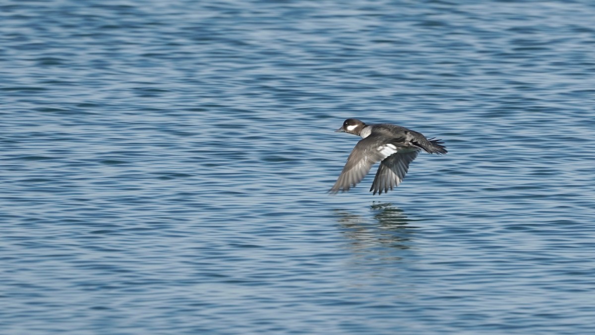 Bufflehead - Indira Thirkannad