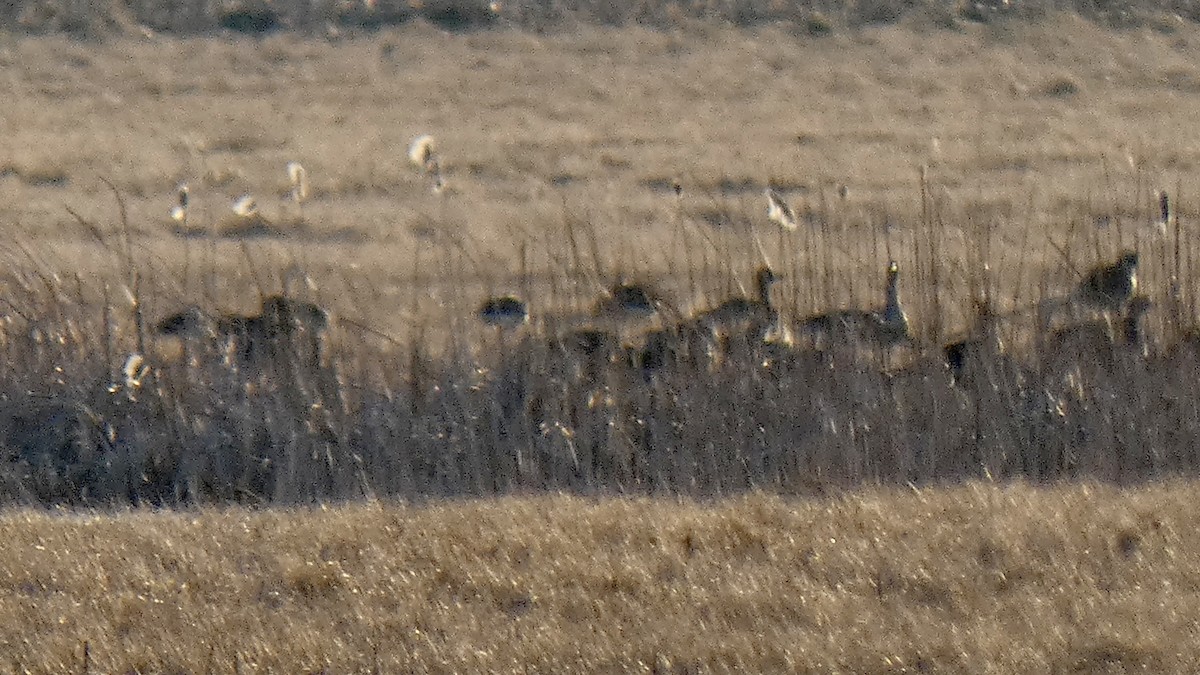 Greater White-fronted Goose - Andy Brown