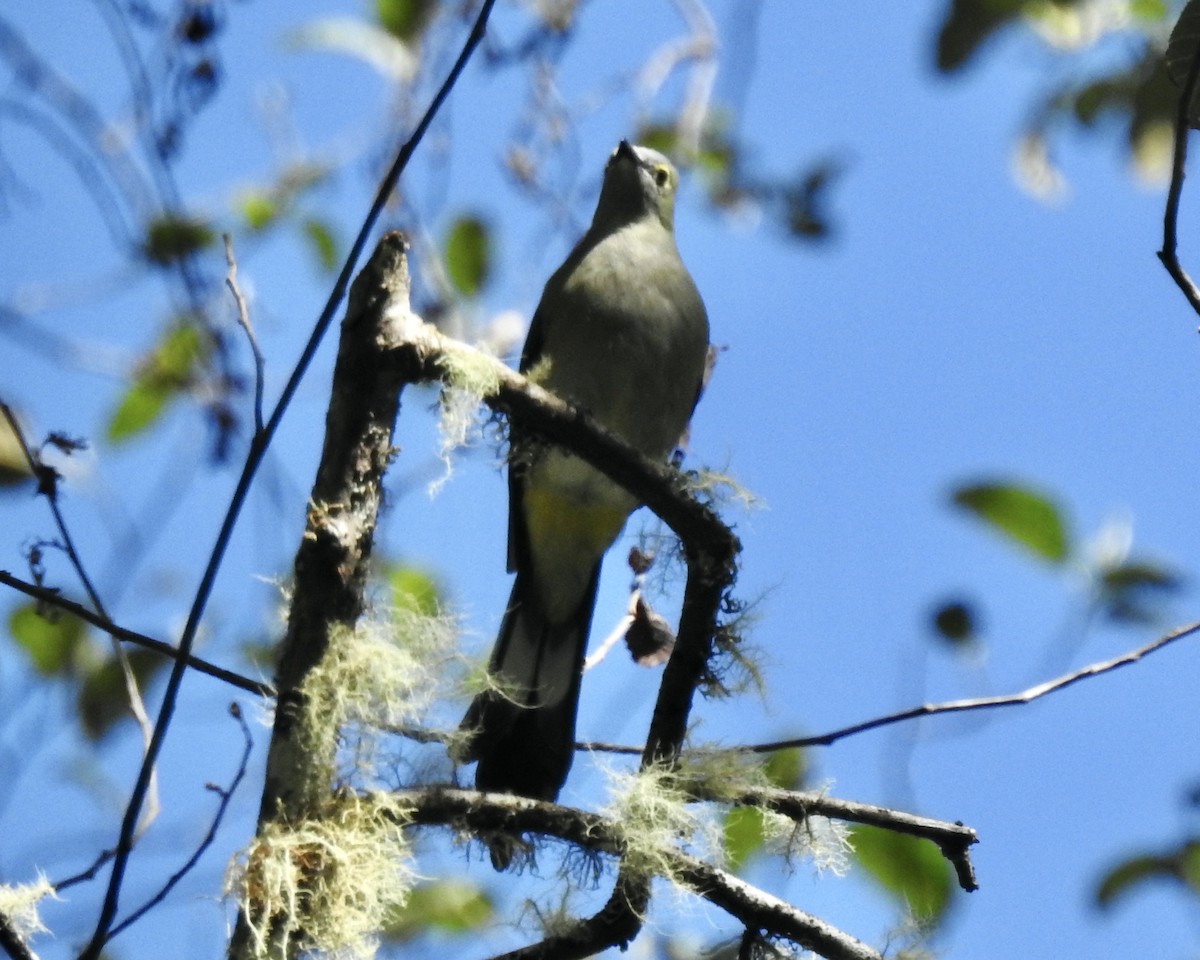 Long-tailed Silky-flycatcher - ML541366461