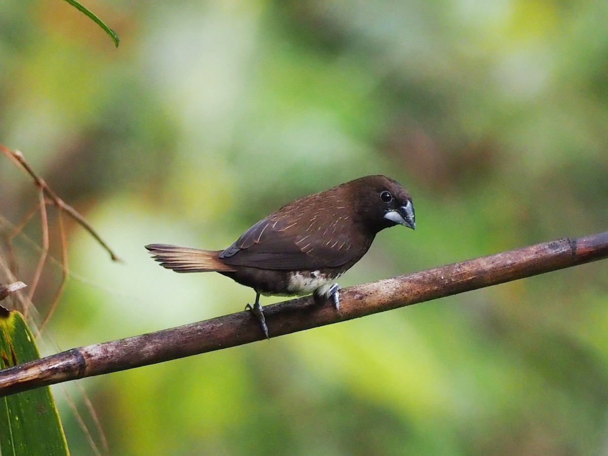 White-bellied Munia - ML541366621