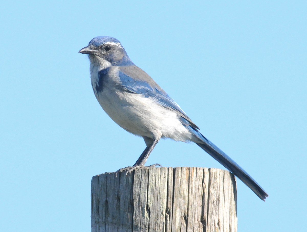 California Scrub-Jay - ML54136701