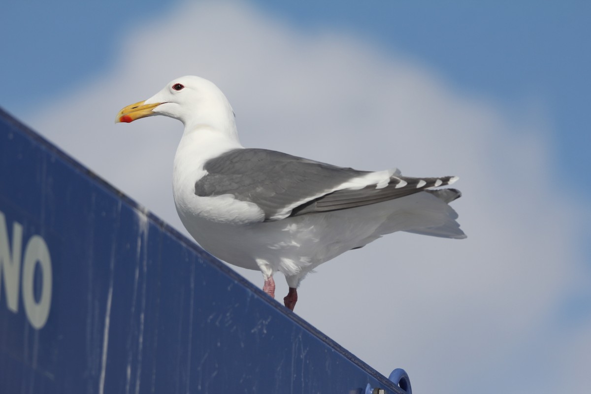 Glaucous-winged Gull - Anonymous