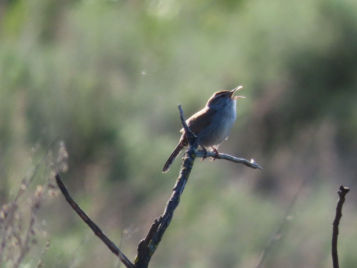 Bewick's Wren - ML541368961