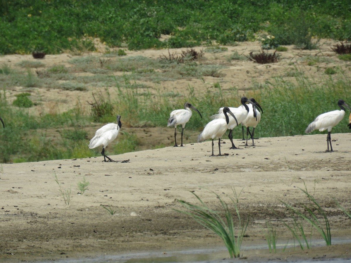 Black-headed Ibis - ML54136931