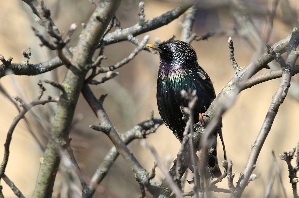 European Starling - ML54136941