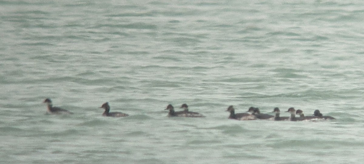 Eared Grebe - ML541369421