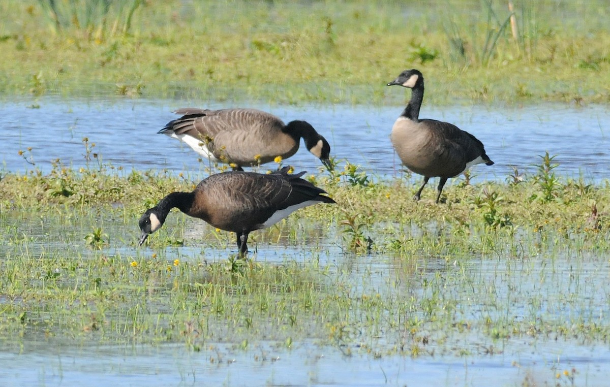 Canada Goose (occidentalis/fulva) - ML54136971