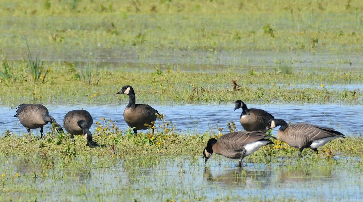 berneška velká (ssp. occidentalis/fulva) - ML54136981