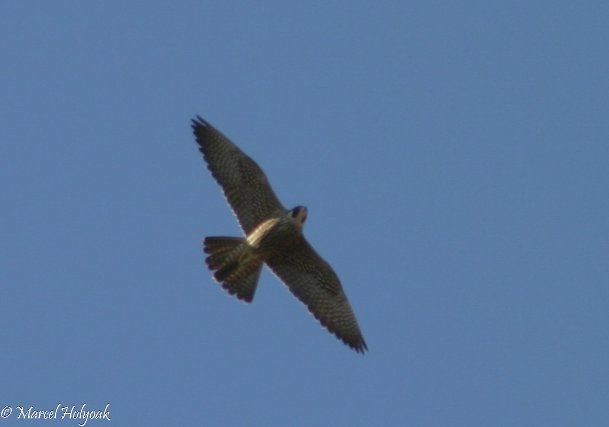 Peregrine Falcon - ML541371871