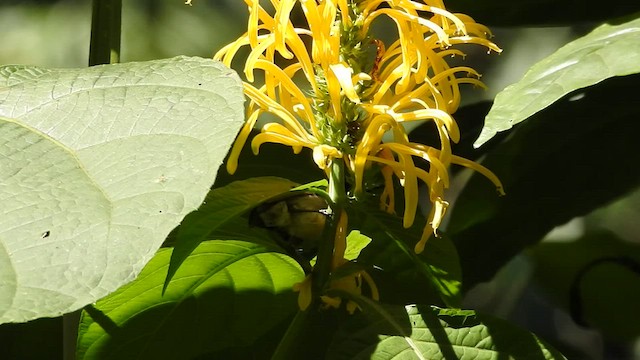 Crimson-backed Sunbird - ML541371971