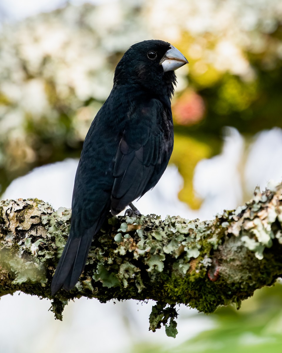 Large-billed Seed-Finch - ML541372601