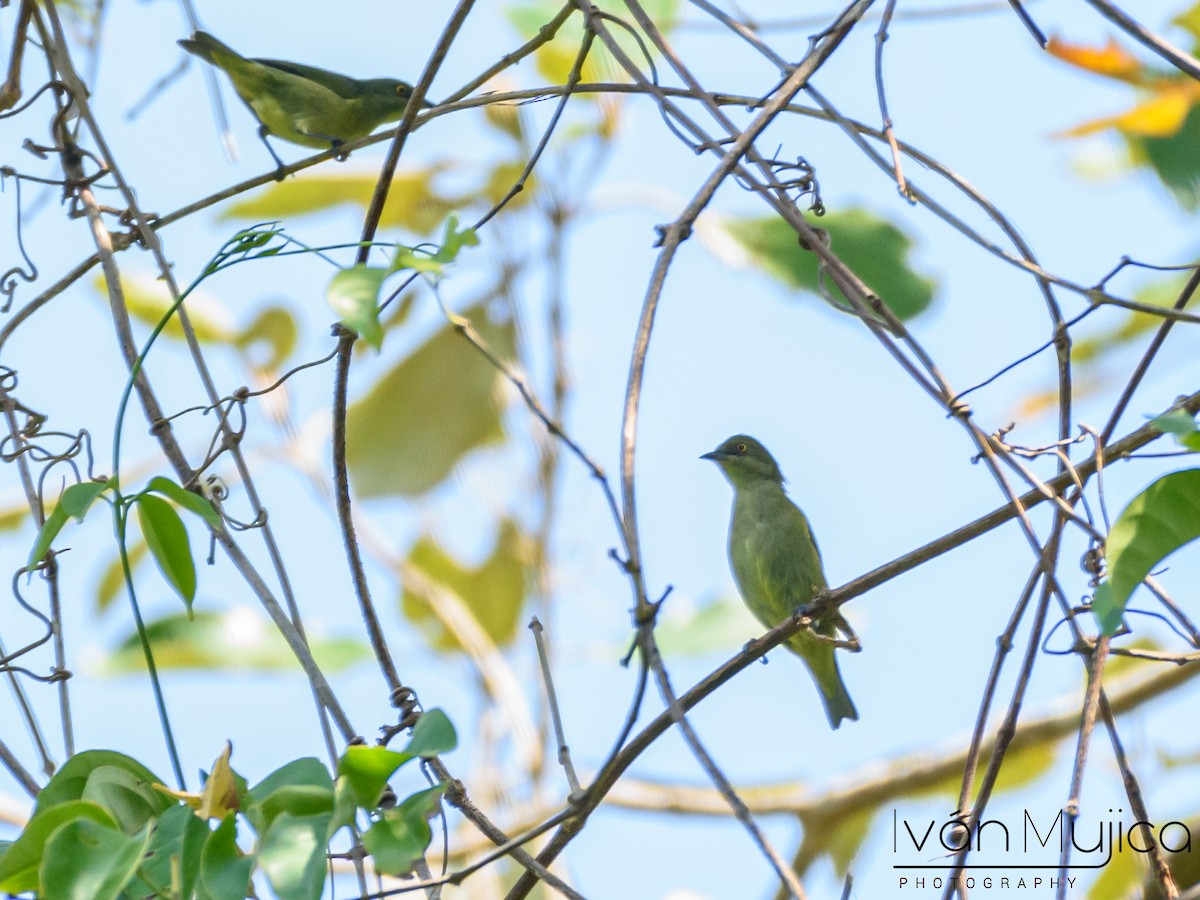 Dacnis vert - ML541374411