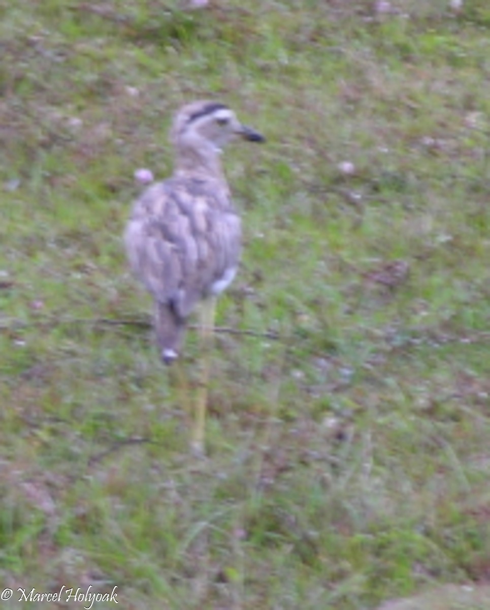 Double-striped Thick-knee - ML541374711