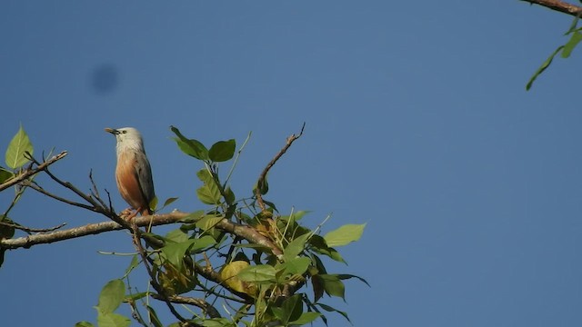 Malabar Starling - ML541374771