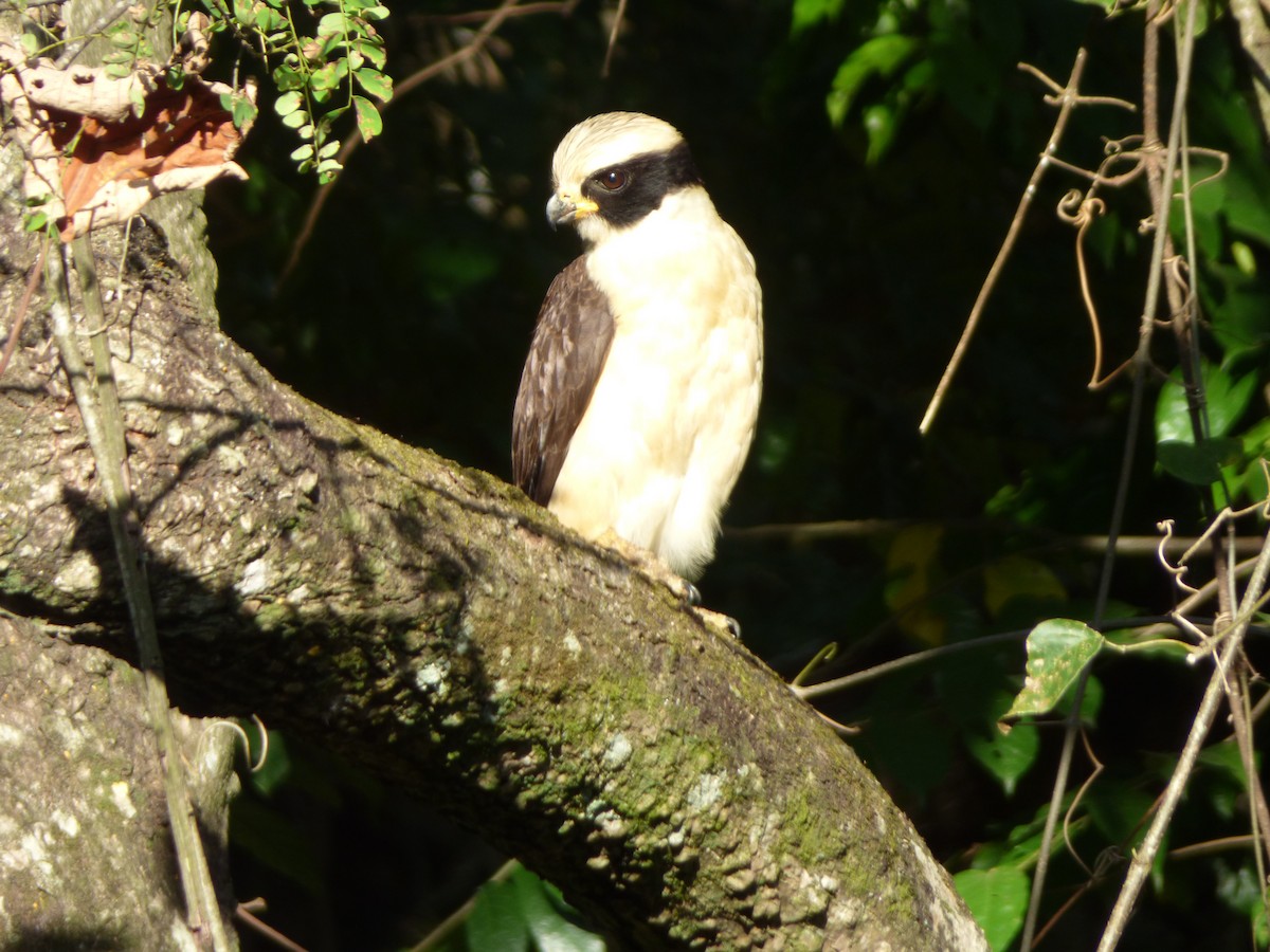 Laughing Falcon - ML541374861