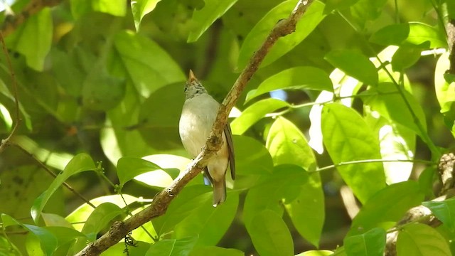 Rusty-tailed Flycatcher - ML541374941