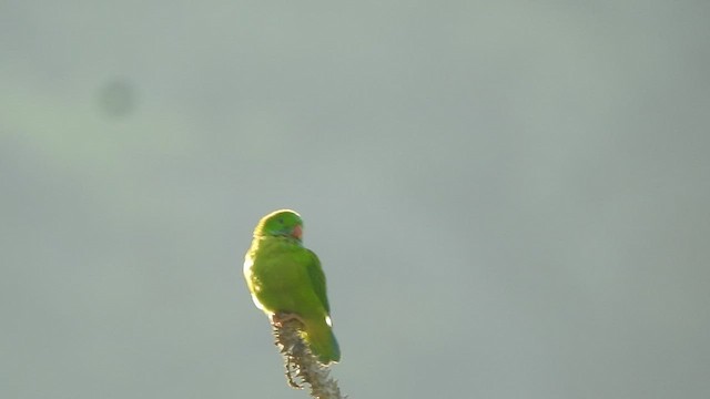 Vernal Hanging-Parrot - ML541375451