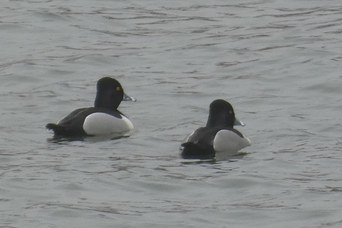 Ring-necked Duck - ML541375651