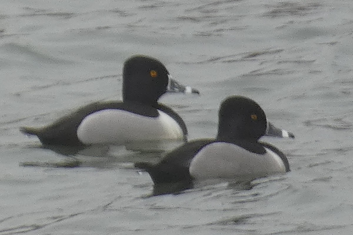 Ring-necked Duck - ML541375661