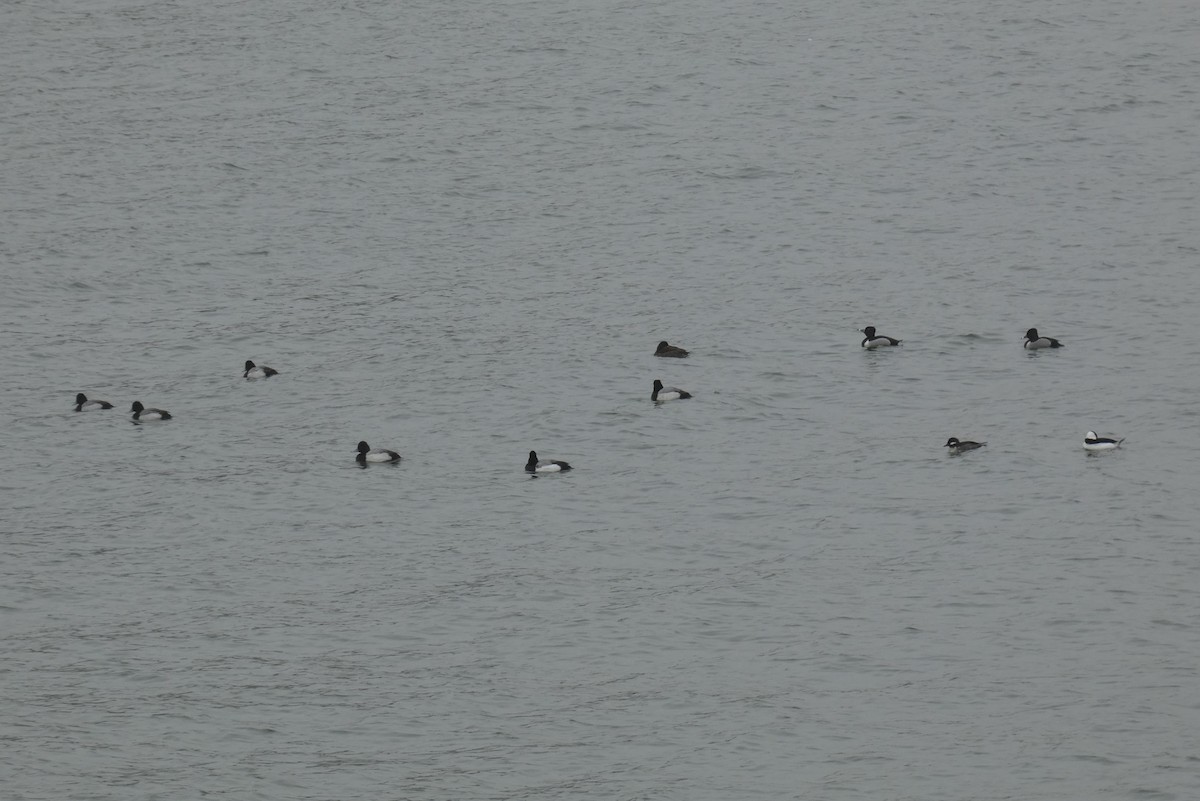 Ring-necked Duck - ML541375671