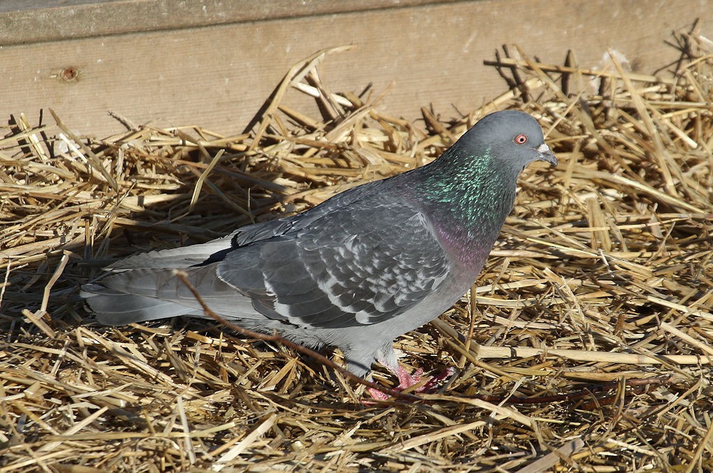 Сизый голубь (Одомашненного типа) - ML54137691